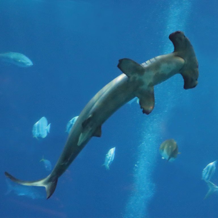 Scalloped Hammerhead Shark