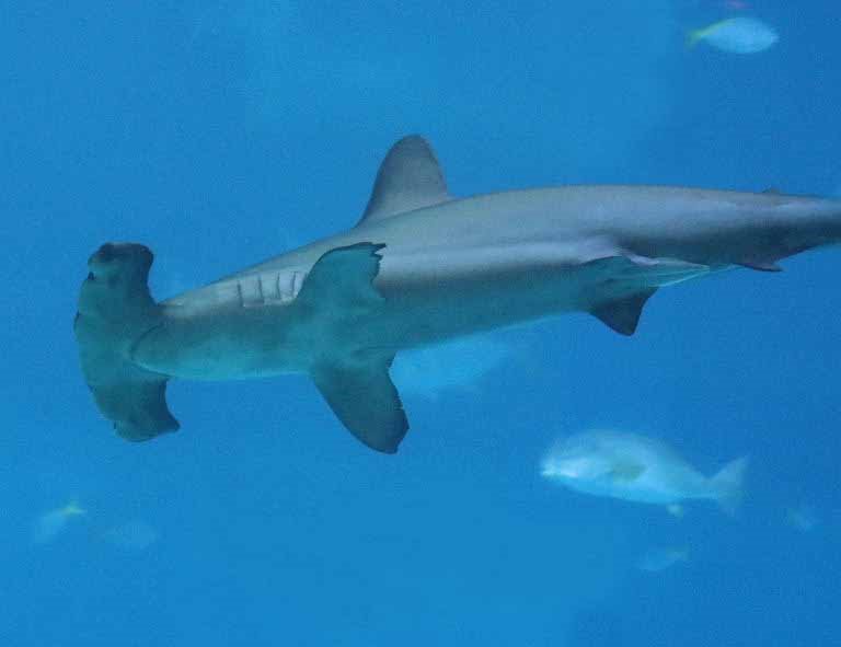Scalloped Hammerhead Shark