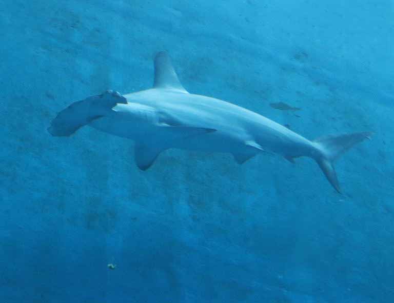 Scalloped Hammerhead Shark