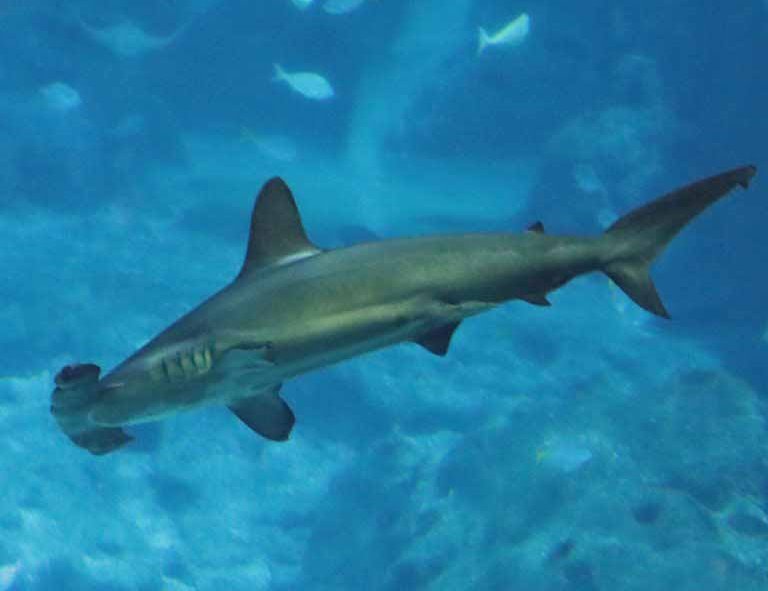 Scalloped Hammerhead with other sharks