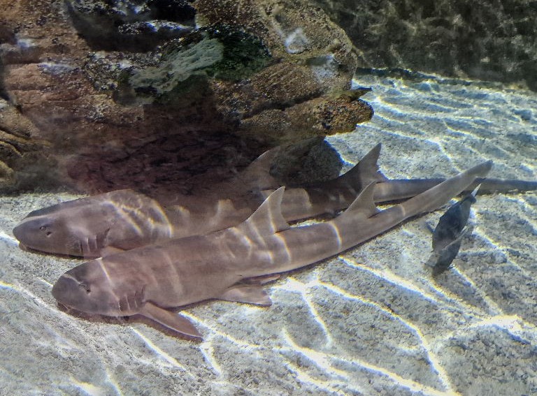 Banded Houndshark