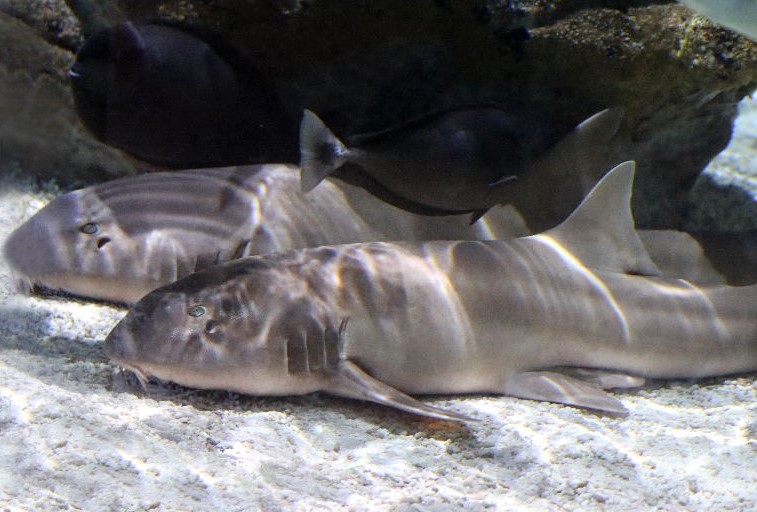 Banded Houndshark