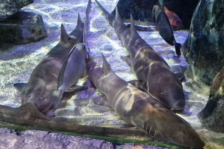 Banded Houndshark