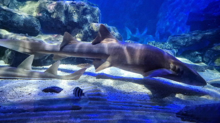 Nurse Shark