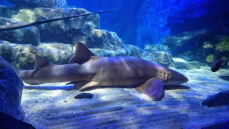 Nurse Shark