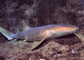 Nurse Shark
