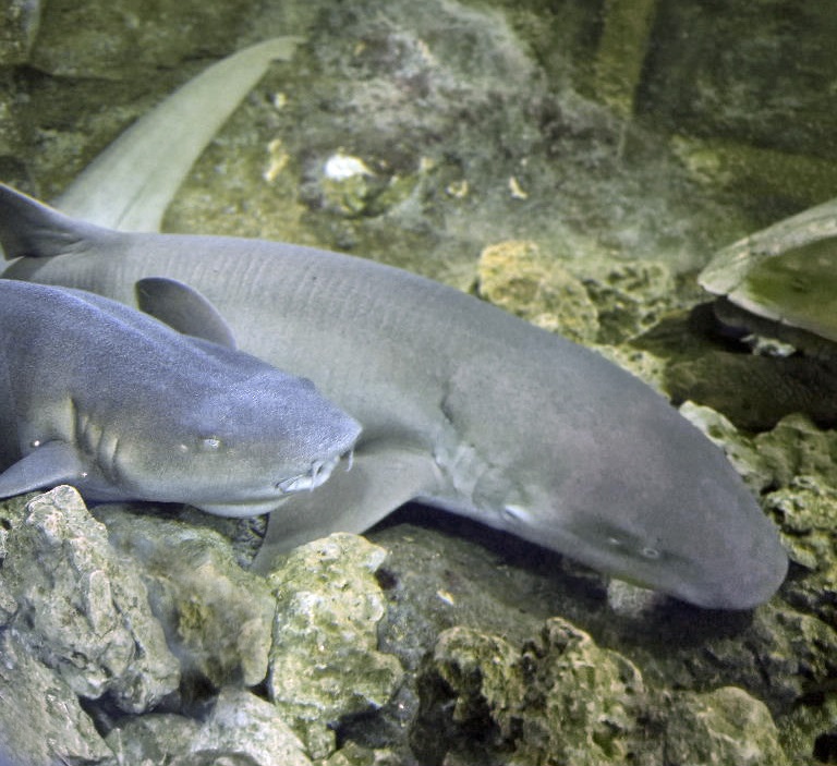 Tawny Nurse Shark