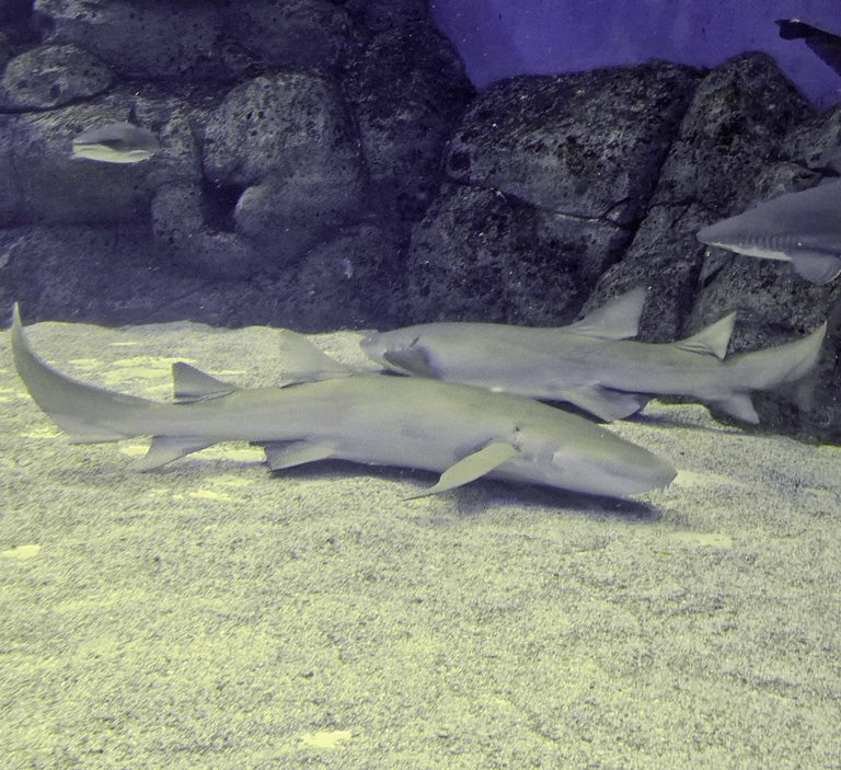 Tawny Nurse Shark