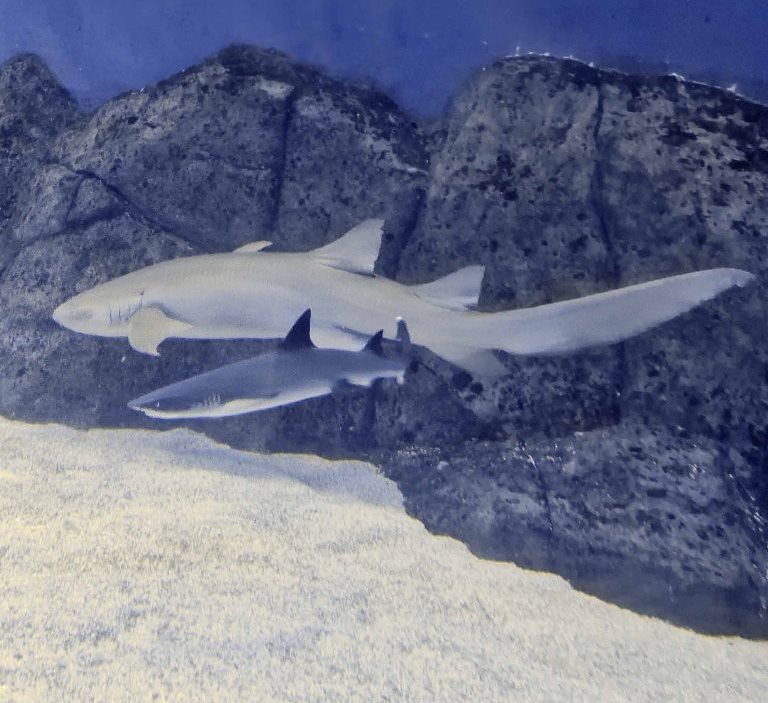 Tawny Nurse Shark with White-tipped Reef Shark