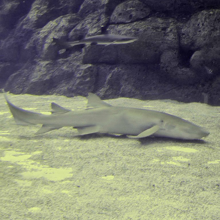 Tawny Nurse Shark