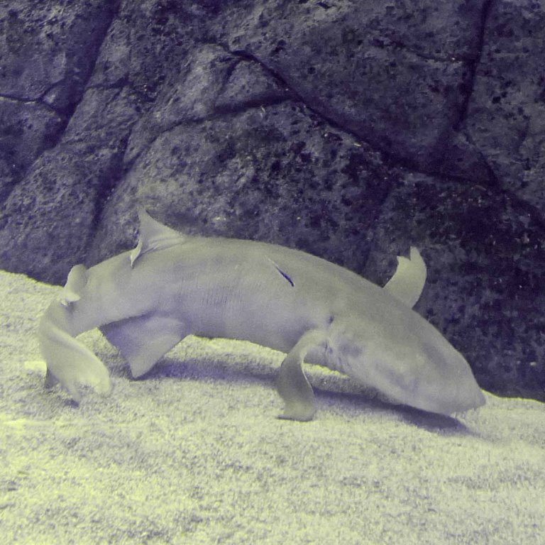 Tawny Nurse Shark