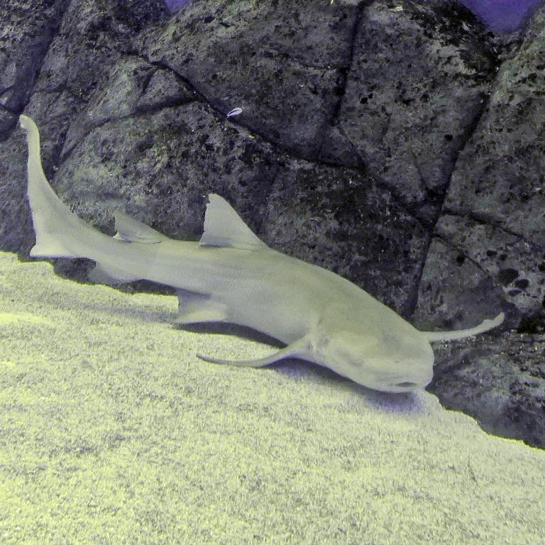 Tawny Nurse Shark
