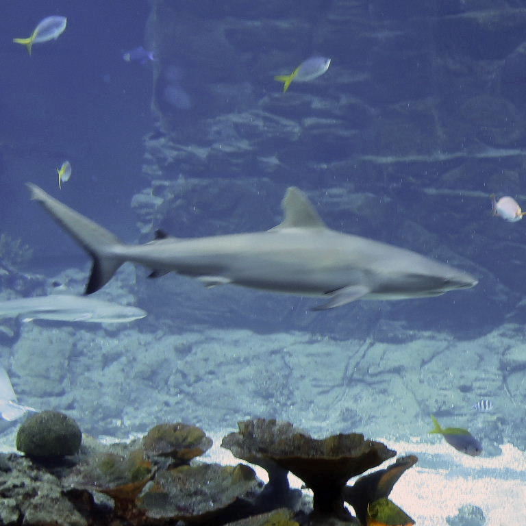Grey Reef Shark