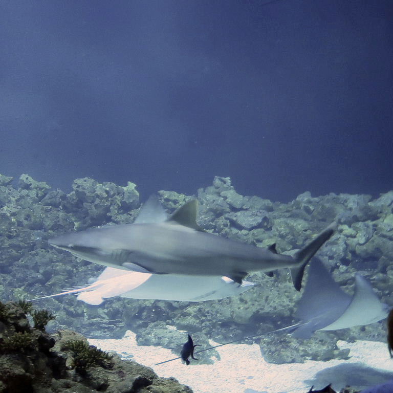Grey Reef Shark with Eagle Ray