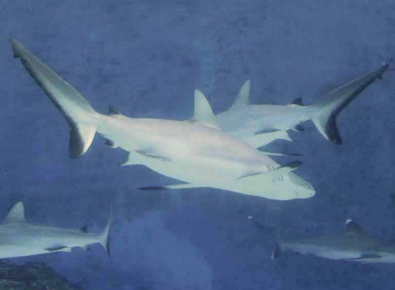 Grey Reef Shark