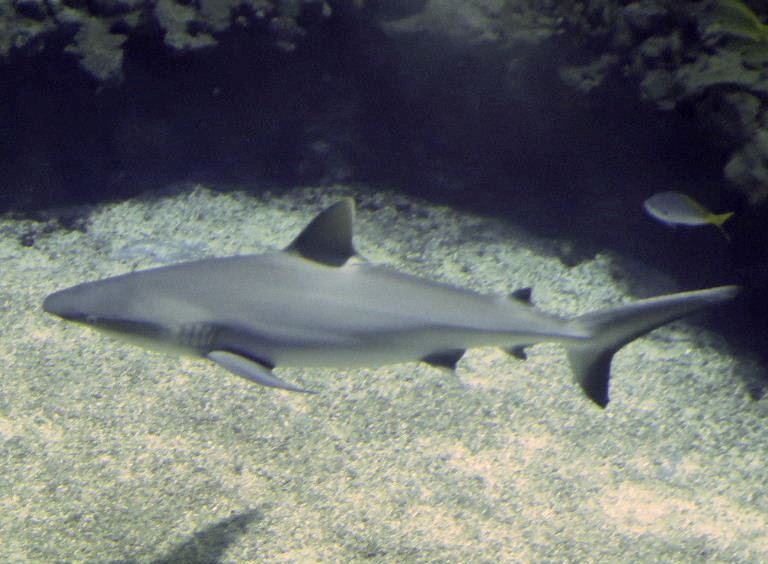 Grey Reef Shark