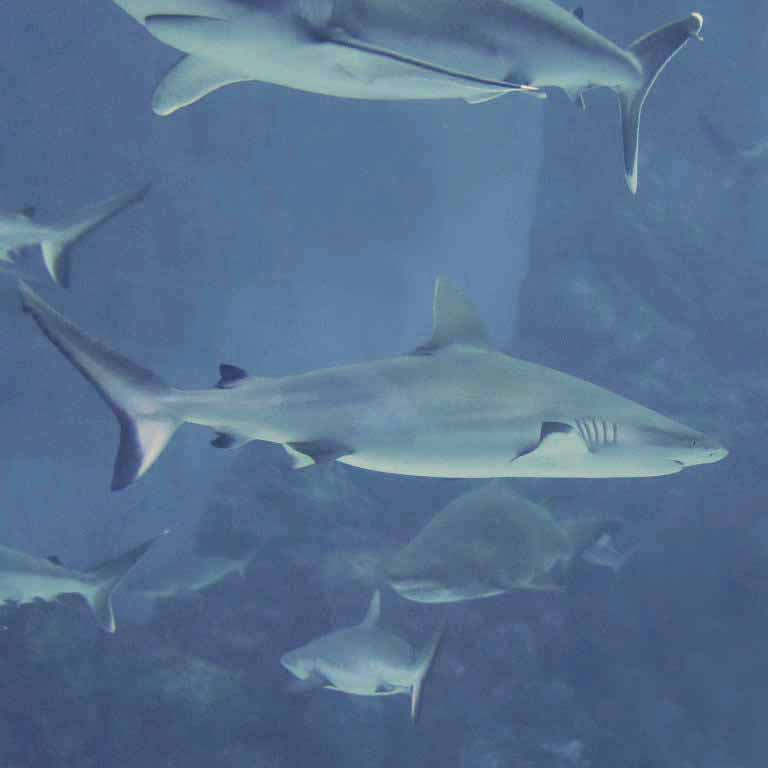 Grey Reef Shark