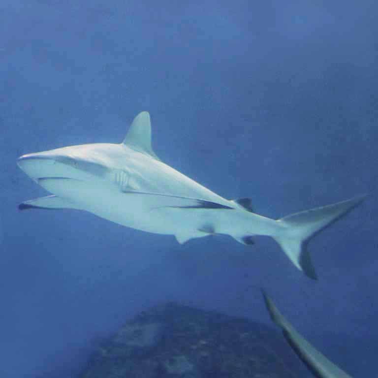Grey Reef Shark