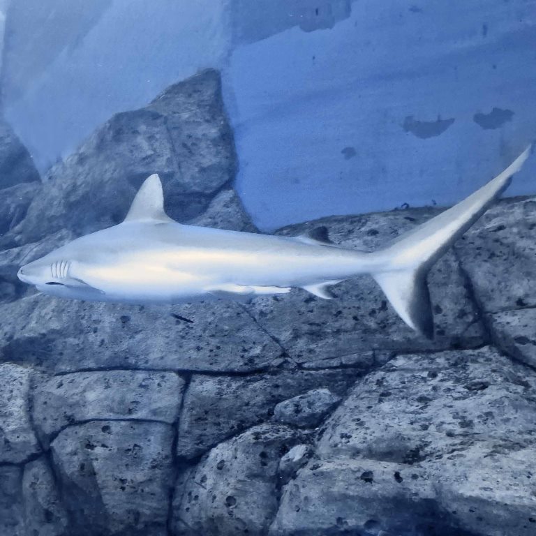 Grey Reef Shark