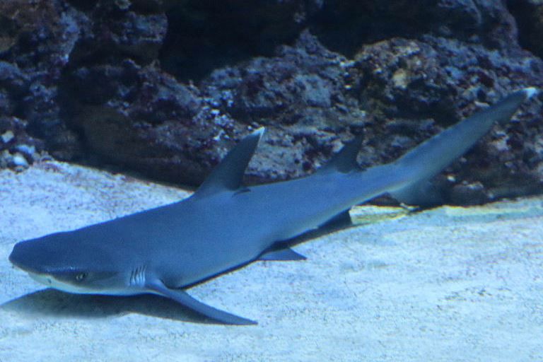 Whitetip Reef Shark