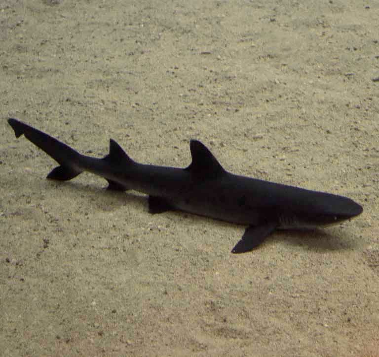 Whitetip Reef Shark