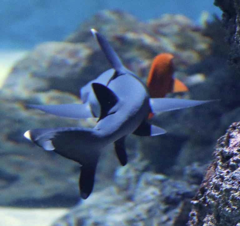 Whitetip Reef Shark