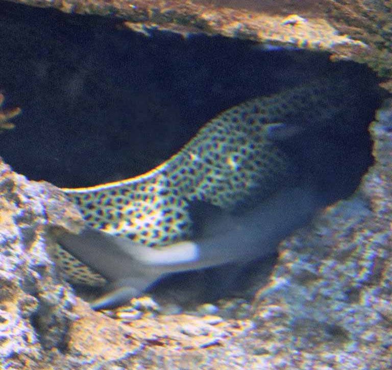 Whitetip Reef Shark sharing cave with Spotted Moray