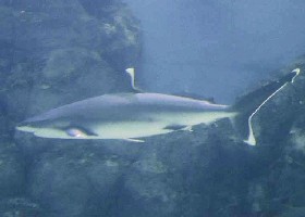 Silvertip Shark