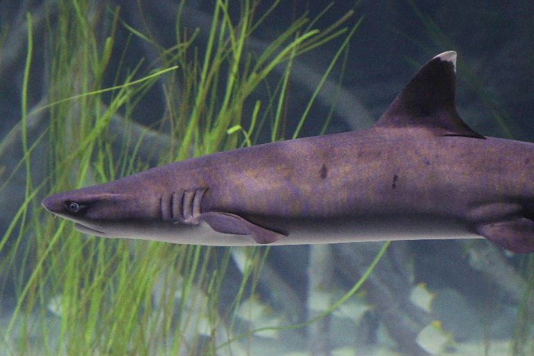 Whitetip Reef Shark