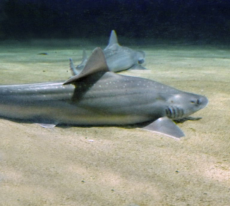 Spotted Smoothhound