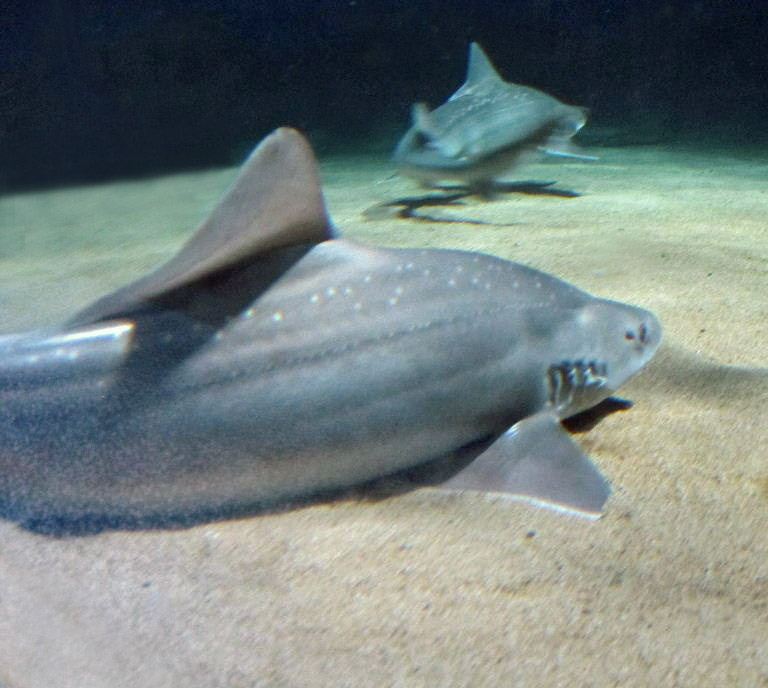 Rig Shark
