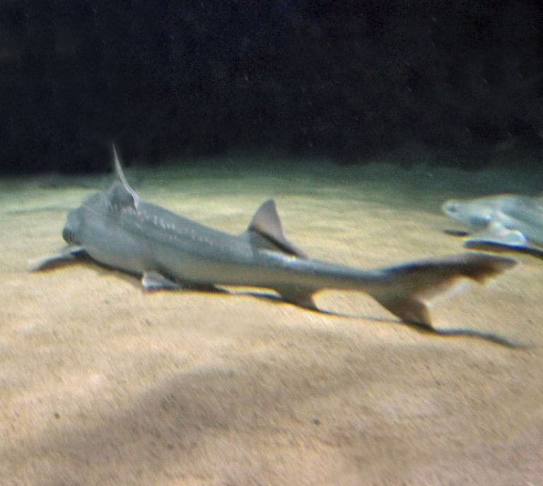 Spotted Smoothhound Rig Shark