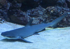 White-tipped Reef Shark