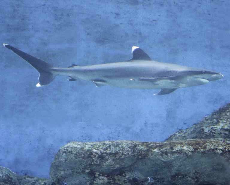Silvertip Shark