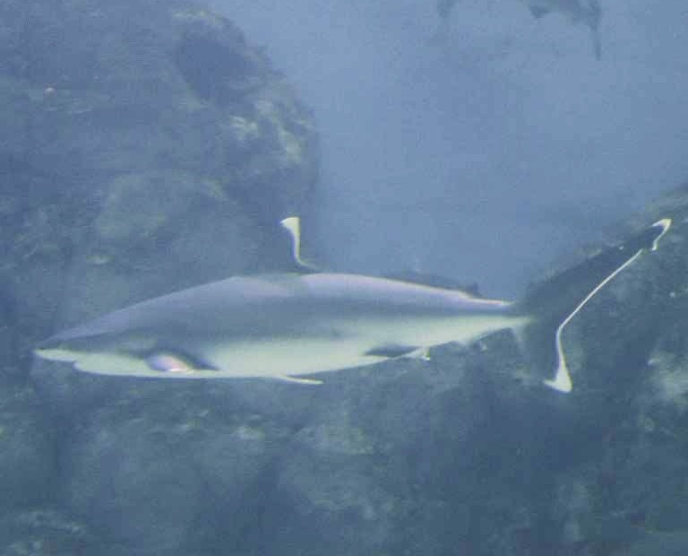 Silvertip Shark