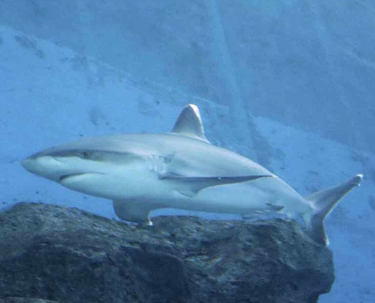 Silvertip Shark