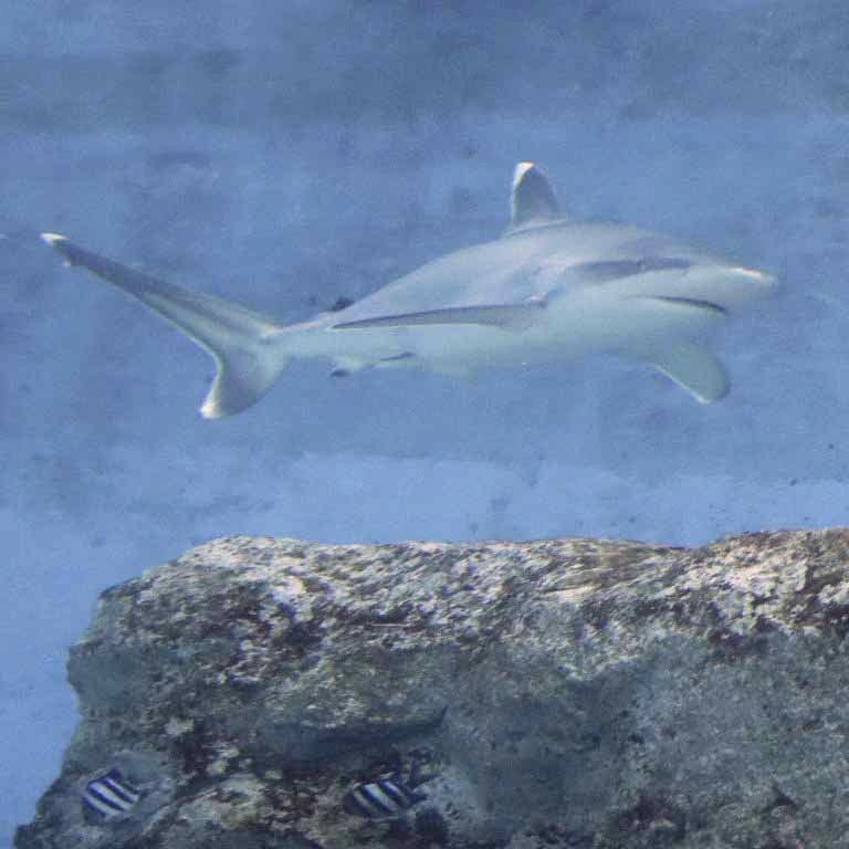 Silvertip Shark