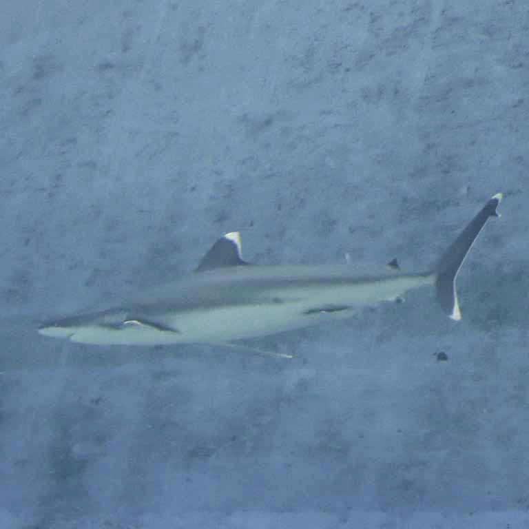 Silvertip Shark