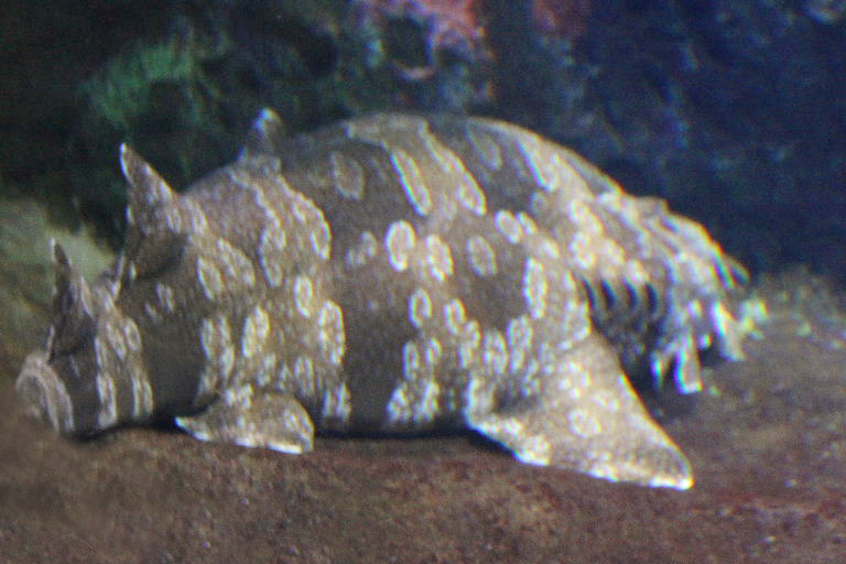 Ornate Wobbegong