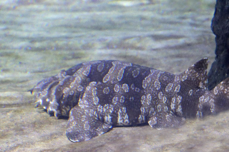 Ornate Wobbegong