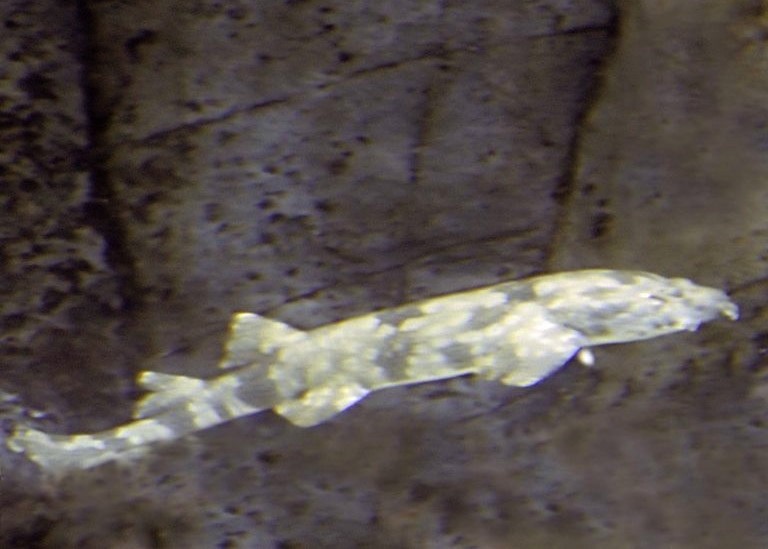 Japanese Wobbegong