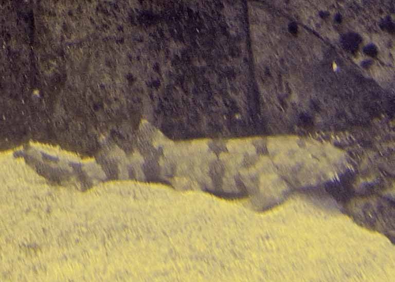 Japanese Wobbegong