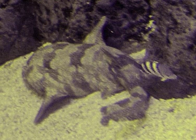 Japanese Wobbegong