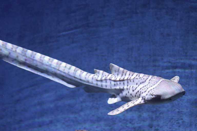 Zebra Shark