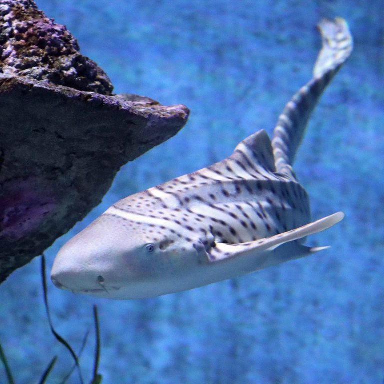 Zebra Shark