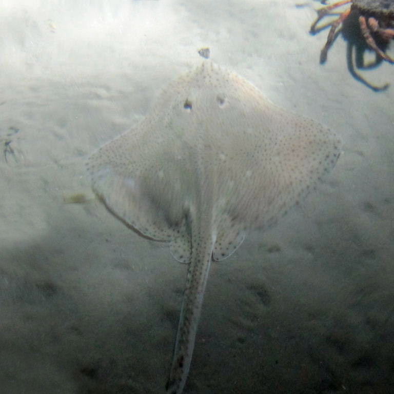 Blonde Ray