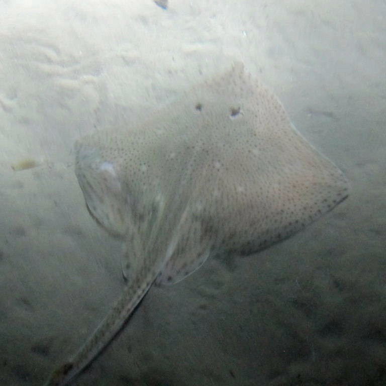 Blonde Ray