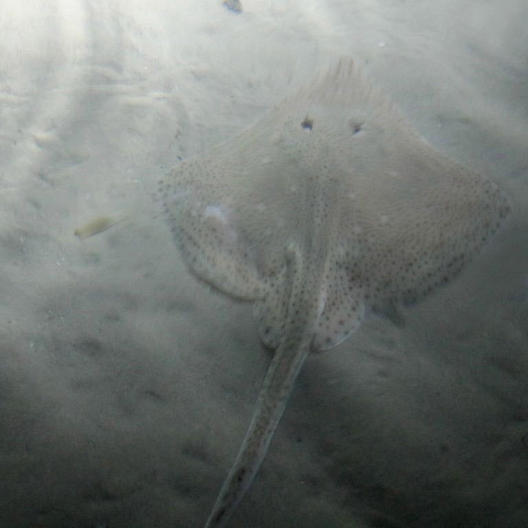 Blonde Ray