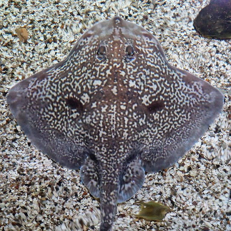 Thornback Ray