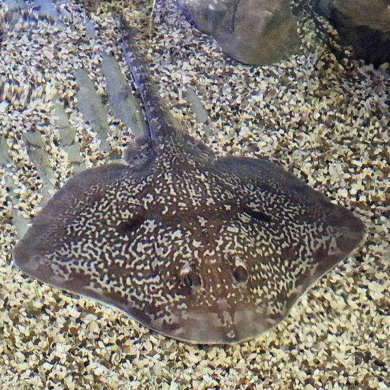 Thornback Ray